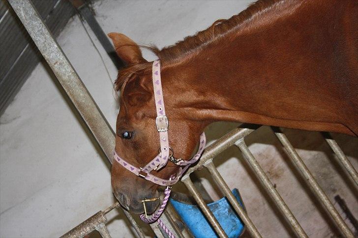 Anden særlig race Elaine † 11.10.11 billede 6