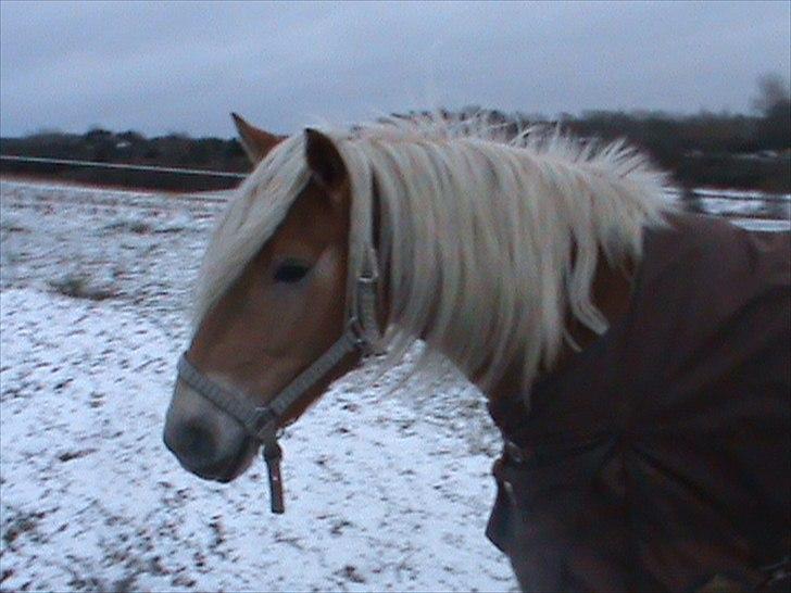 Haflinger Winston *RIP* billede 11