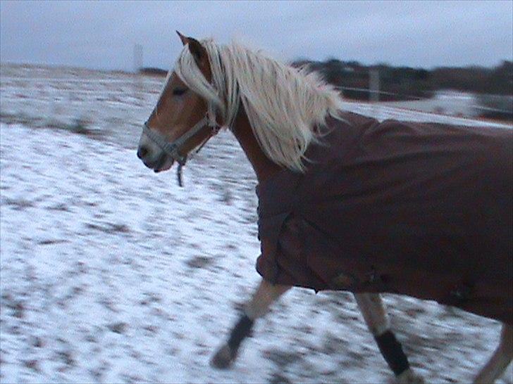 Haflinger Winston *RIP* billede 12