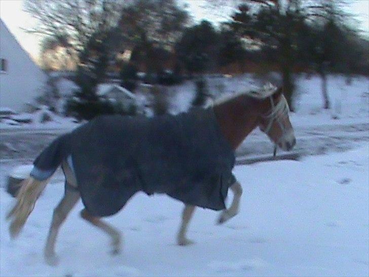 Haflinger Winston *RIP* - AD AD DET ER JO KOLDT MOOR billede 13