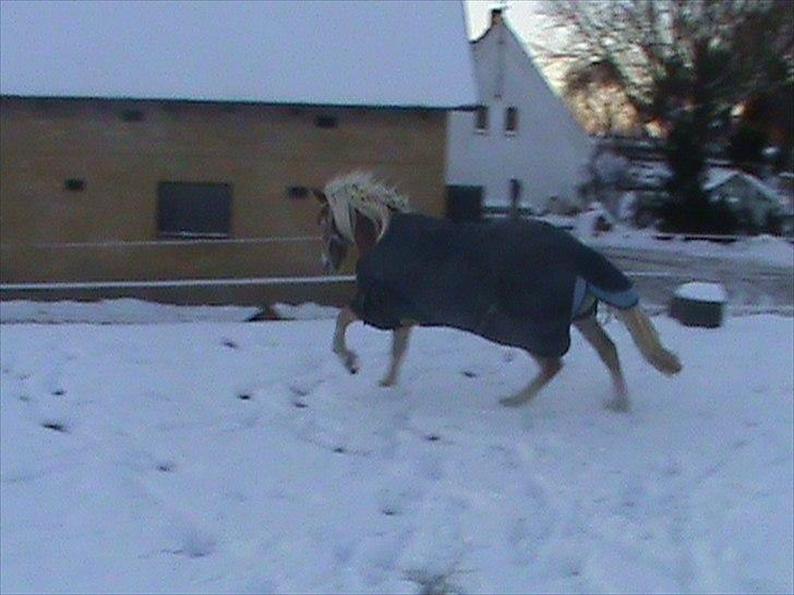 Haflinger Winston *RIP* - Wiiii SNEEEEE billede 14