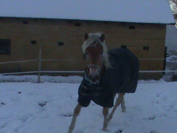Haflinger Winston *RIP* - se flere lækre billeder af mig i nogle af albummene billede 15