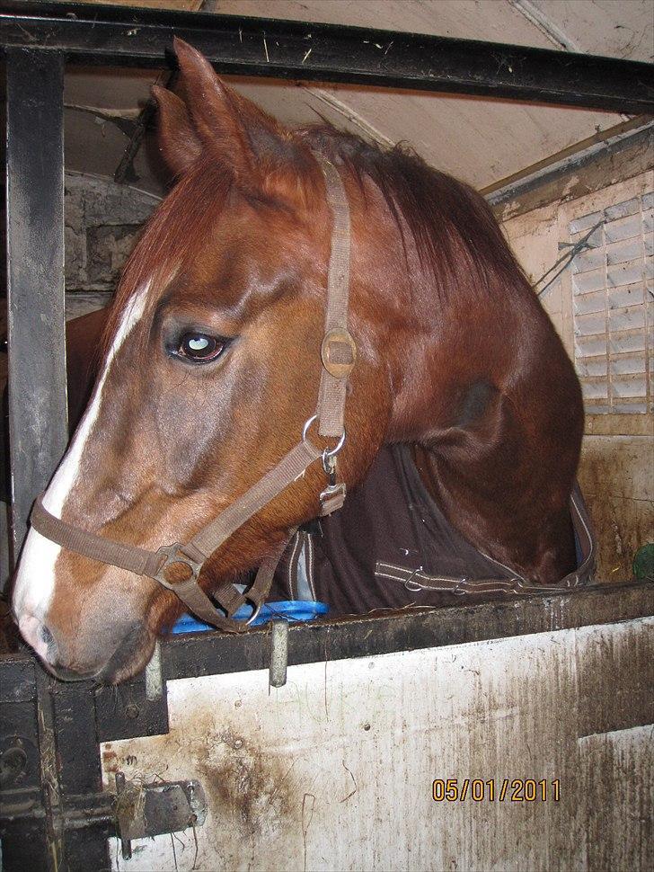 Hannoveraner D´artagnan Solgt! billede 9