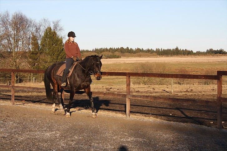 Dansk Varmblod First Lady [Savnet] - first Lady  billede 12