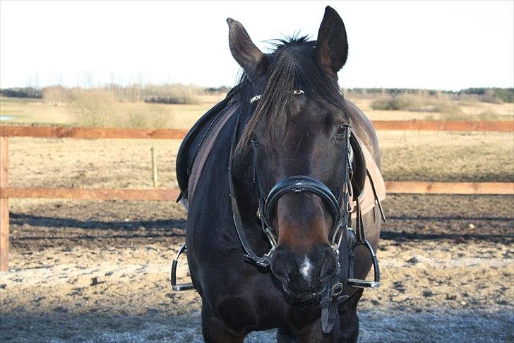 Dansk Varmblod First Lady [Savnet] - <3 billede 13