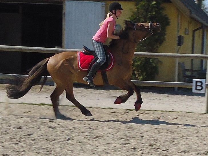 Anden særlig race Cheik Sherry <33 ;* - velkommen til Jordbær´s profil <3 Hehe, skøre pony og jeg i fuld galop :D billede 17