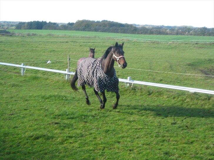 Fuldblod (XX) Gucci  SOLGT billede 13