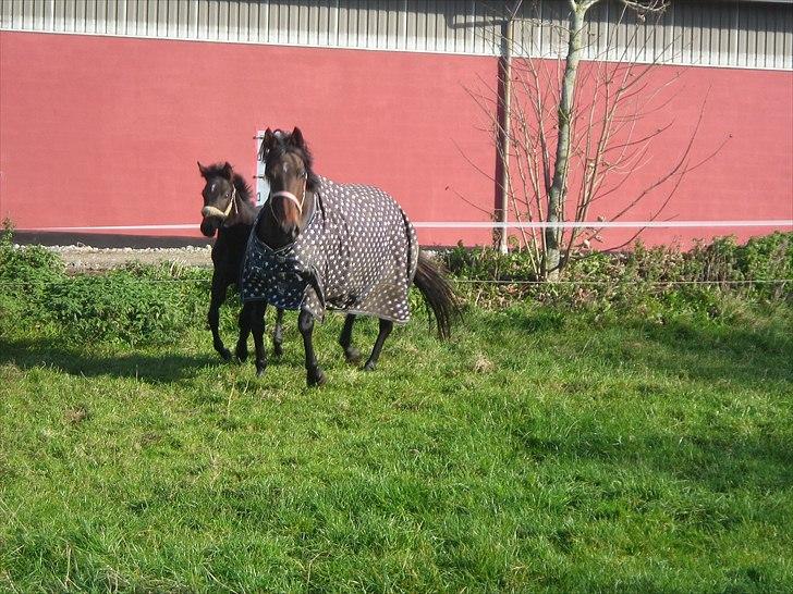 Fuldblod (XX) Gucci  SOLGT billede 14