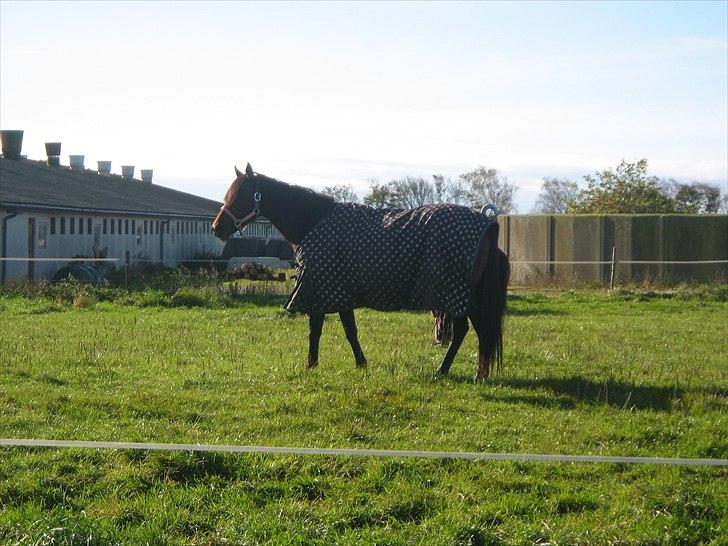 Fuldblod (XX) Gucci  SOLGT billede 15