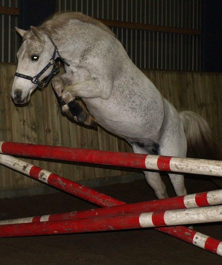 Anden særlig race Frig R.I.P - Løsspringning. Tak for billedet nalle. Frig elsker bare at springe. han springer 86  cm. på det billed :p billede 2