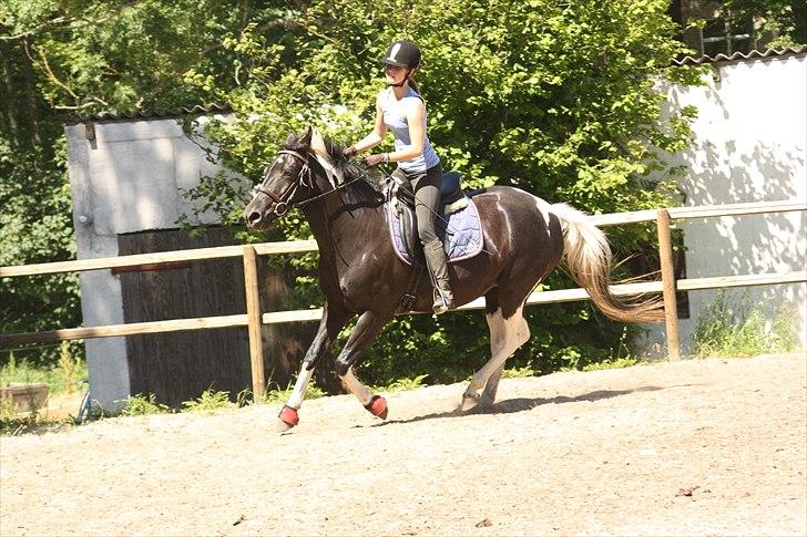 Pinto Melanie - sleep tight :') - Fri galop i sommer varmen (: Sommer 2010 Foto: Line Skou billede 16