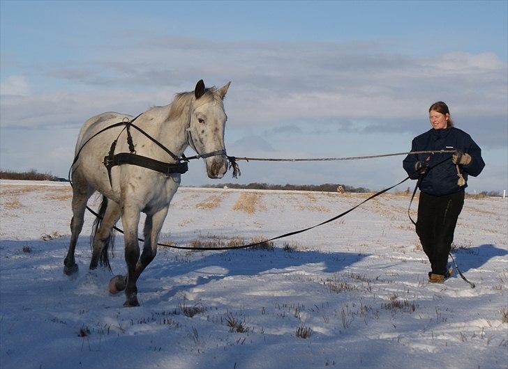Knabstrupper Sartor´s Lucky Lady (solgt) - Træning med dobbelt longe. billede 16