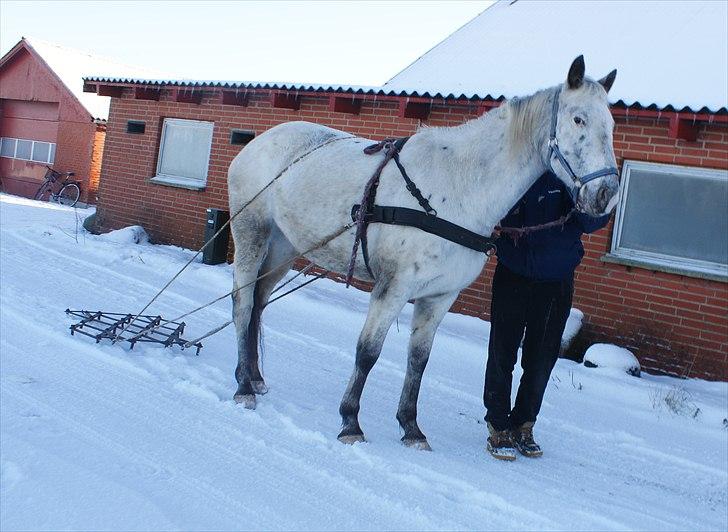 Knabstrupper Sartor´s Lucky Lady (solgt) - Lady trækker harven. billede 17