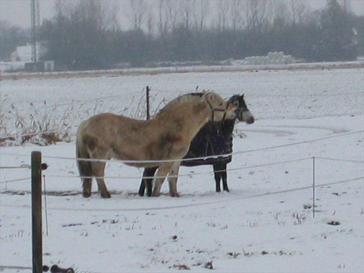 Dartmoor Innis Jerry. (Tidligere pony < 3) - Jerry og Hubert leger i sneen billede 19