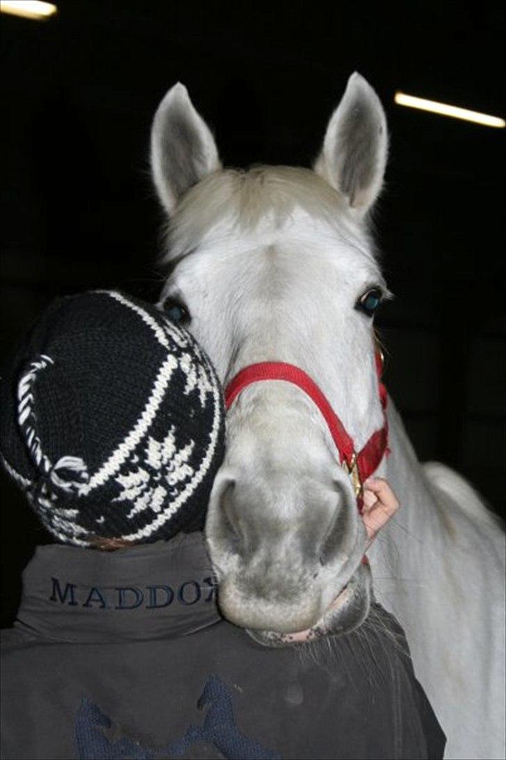 Anden særlig race Tiffany - Juleafslutning 2009, Teestrup. billede 13