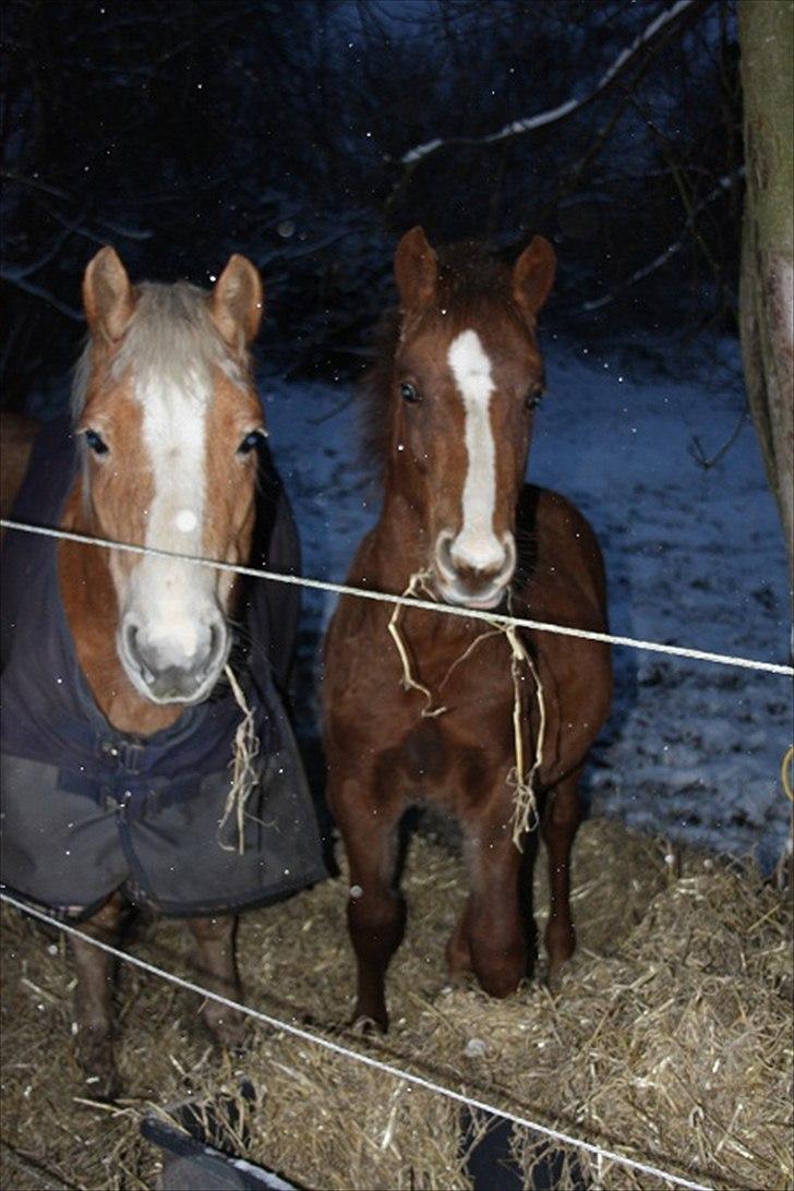 Anden særlig race Blue Balloo billede 12
