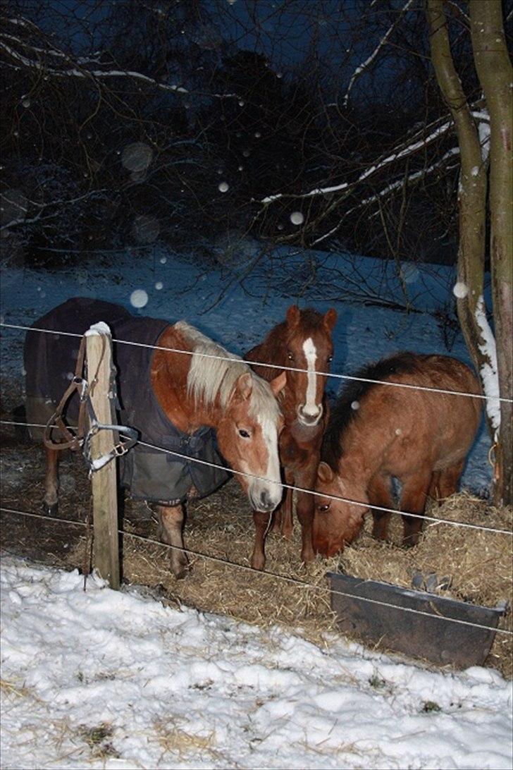 Anden særlig race Blue Balloo billede 13
