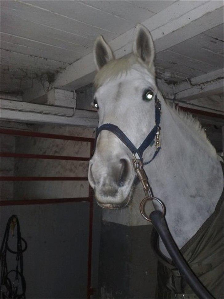 Anden særlig race Tiffany - Vinter 2010. billede 16