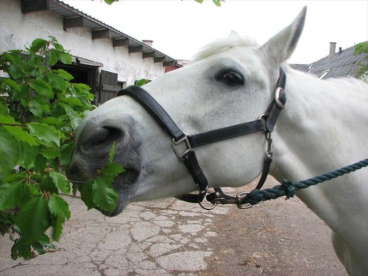 Anden særlig race Tiffany - Sommer 2010. billede 18