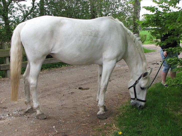 Anden særlig race Tiffany - Sommer 2010. billede 19