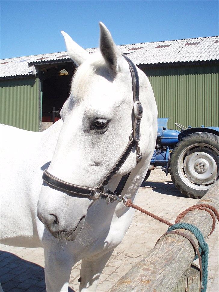 Anden særlig race Tiffany - Sommer 2009. billede 20