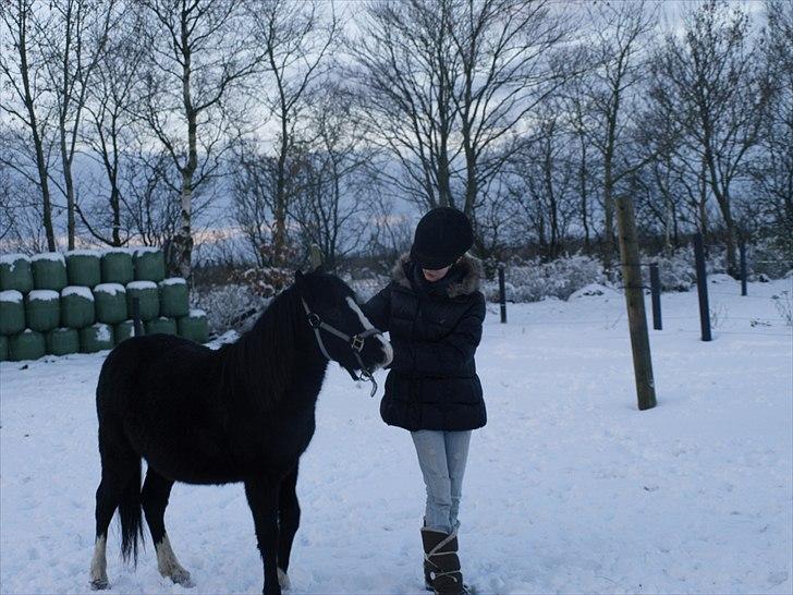 Welsh Mountain (sec A) Nørrehedens Bounty billede 15