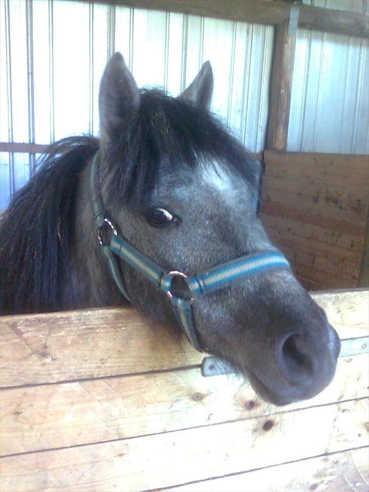 Welsh Mountain (sec A) tarzan <3 billede 18