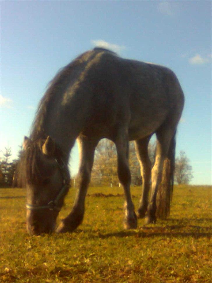 Welsh Mountain (sec A) tarzan <3 billede 19