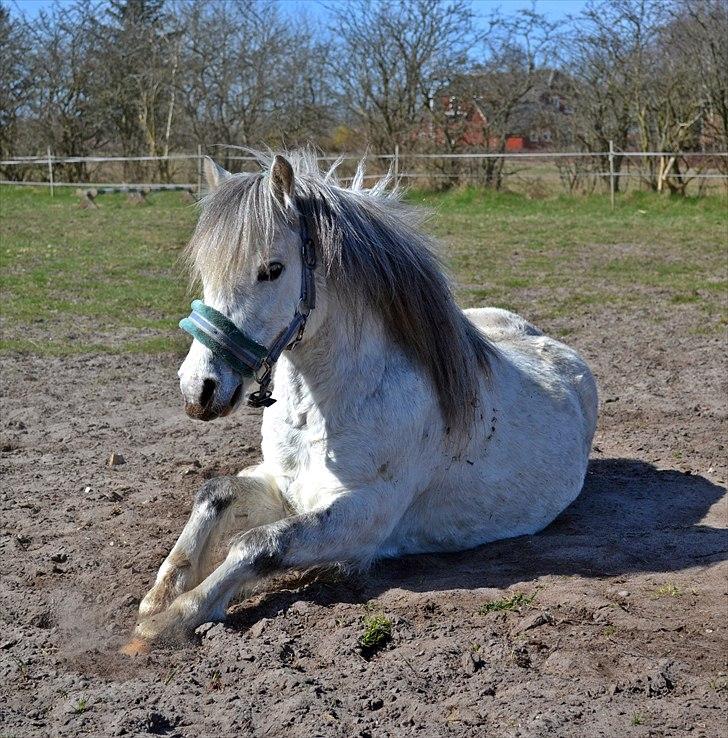 Welsh Mountain (sec A) Ræveskiftets Honey boy - Pedersen nyder det skønne forårsvejr..!

Foto: Tanja Ludvigsen. billede 6