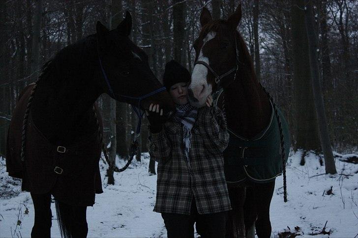 Dansk Varmblod Aluette †R.I.P?† - Nuttedheds-hestene :-D - Af Pernille billede 11