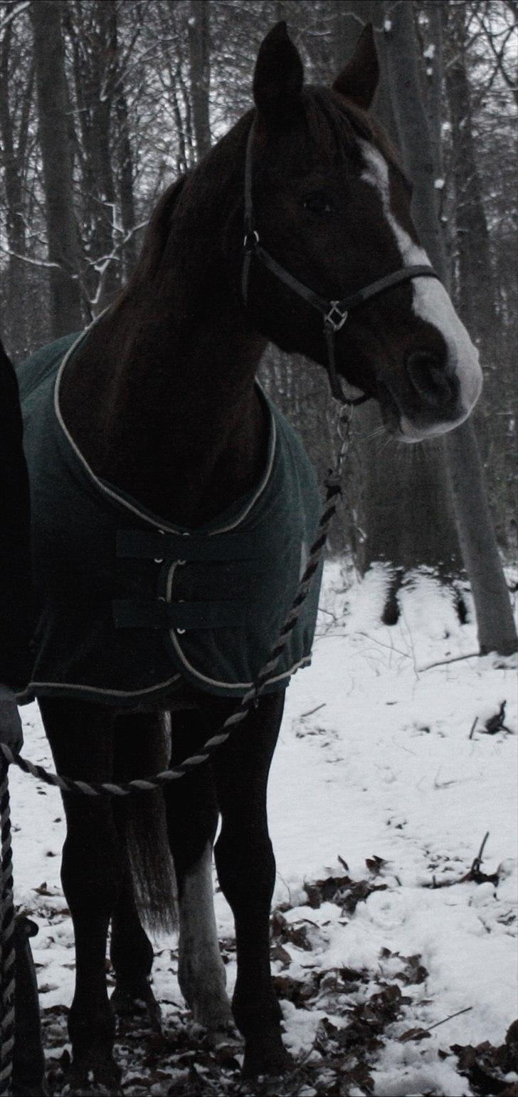 Dansk Varmblod Aluette †R.I.P?† - Fine Aluuuuuu i zneen :* billede 12