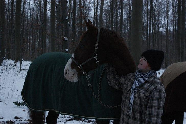 Dansk Varmblod Aluette †R.I.P?† - <3 billede 13