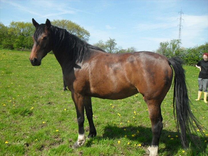 Anden særlig race Alandra - Lidt ægerligt med skyggen, men jeg synes nu hun er smuk! billede 5