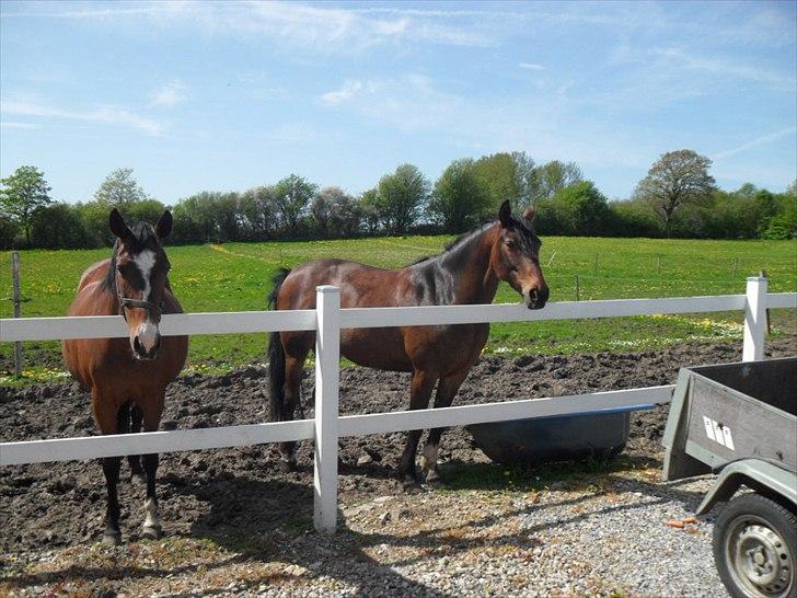 Anden særlig race Alandra - Alandra sammen med Fleur (mors hest) som nok er hendes perleveninde. billede 8