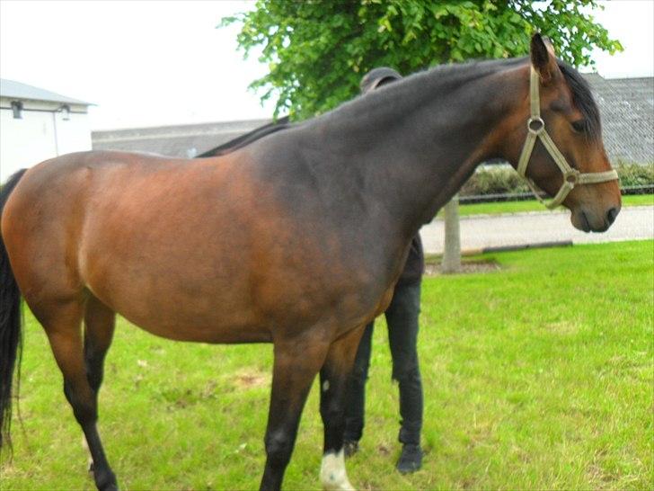 Anden særlig race Alandra - jeg elsker hendes brune farve. Især med den mørke hals. billede 10