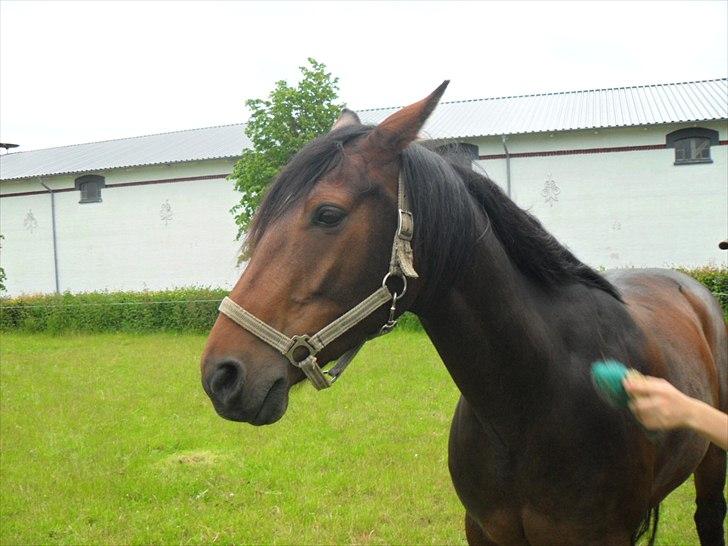 Anden særlig race Alandra - Der bliver striglet! :) billede 11