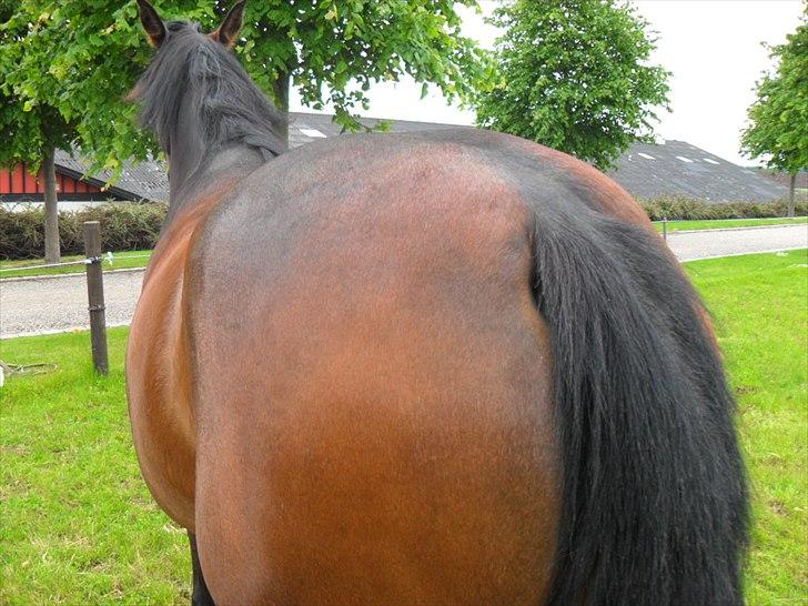 Anden særlig race Alandra - I like big butts and I cannot lie! xD billede 14