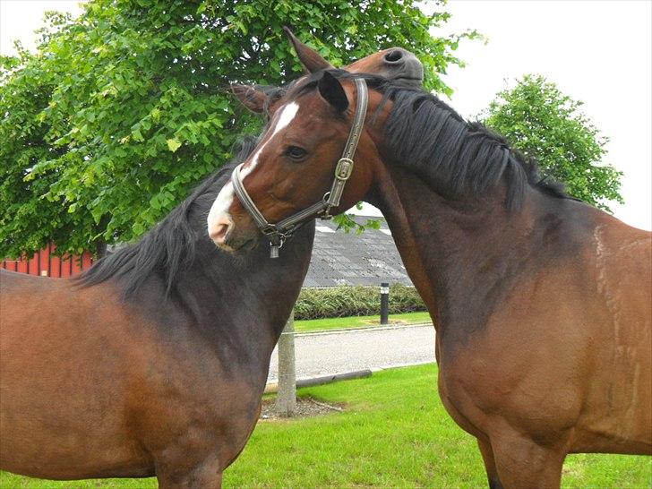Anden særlig race Alandra - På "sommerferie" hos Lloyd som er min kusines tidligere hest. 2010 billede 15