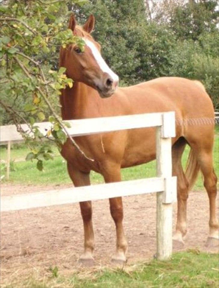 Frederiksborg Kirkebakkens Amalie Rex - Smukke Amalie en dag på folden. billede 2