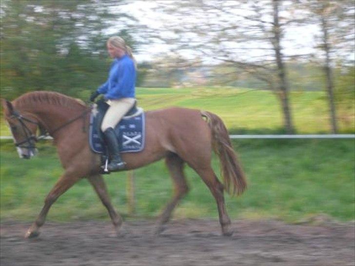 Frederiksborg Kirkebakkens Amalie Rex - Dressur på Malle. billede 3