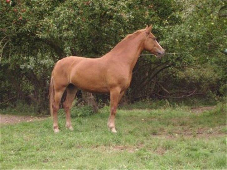 Frederiksborg Kirkebakkens Amalie Rex - På folden :) billede 4