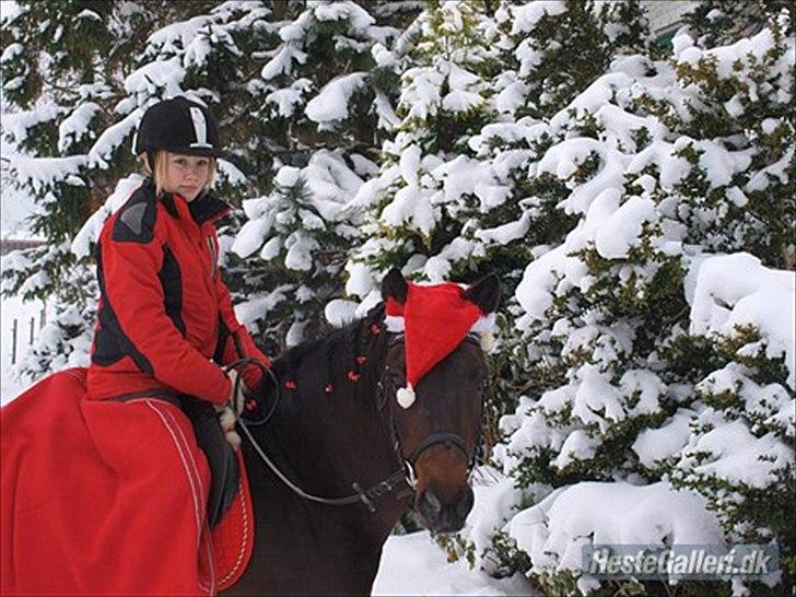 New Forest Mankehøjs Glamour<3 SOLGT:'-( - igen med sit fine nye "juleudstyr":* billede 13