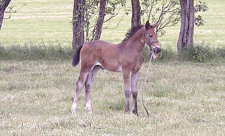 Oldenborg sentinali af danevang billede 11