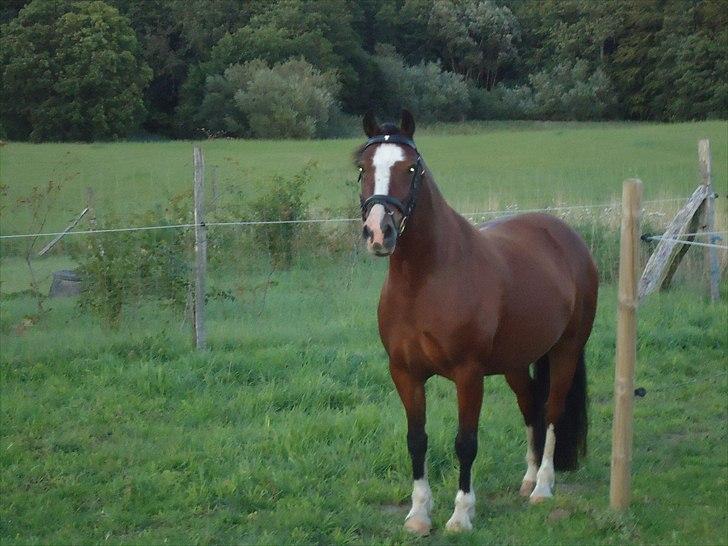 Welsh Cob (sec D) | Rytterbjergets Nico - Lukas  - FOTO; mig. billede 3