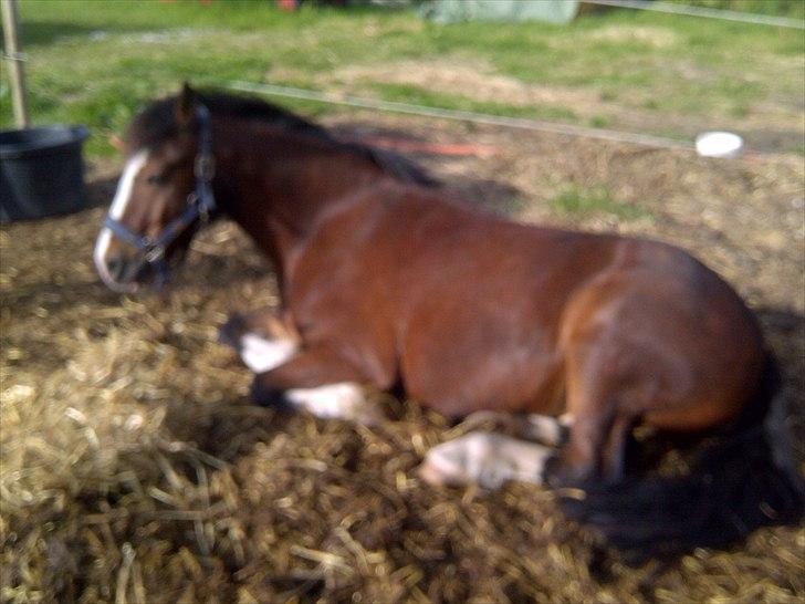 Welsh Cob (sec D) | Rytterbjergets Nico - Lukas  - bette pony ligger ned:-***<3. FOTO; mig. billede 6