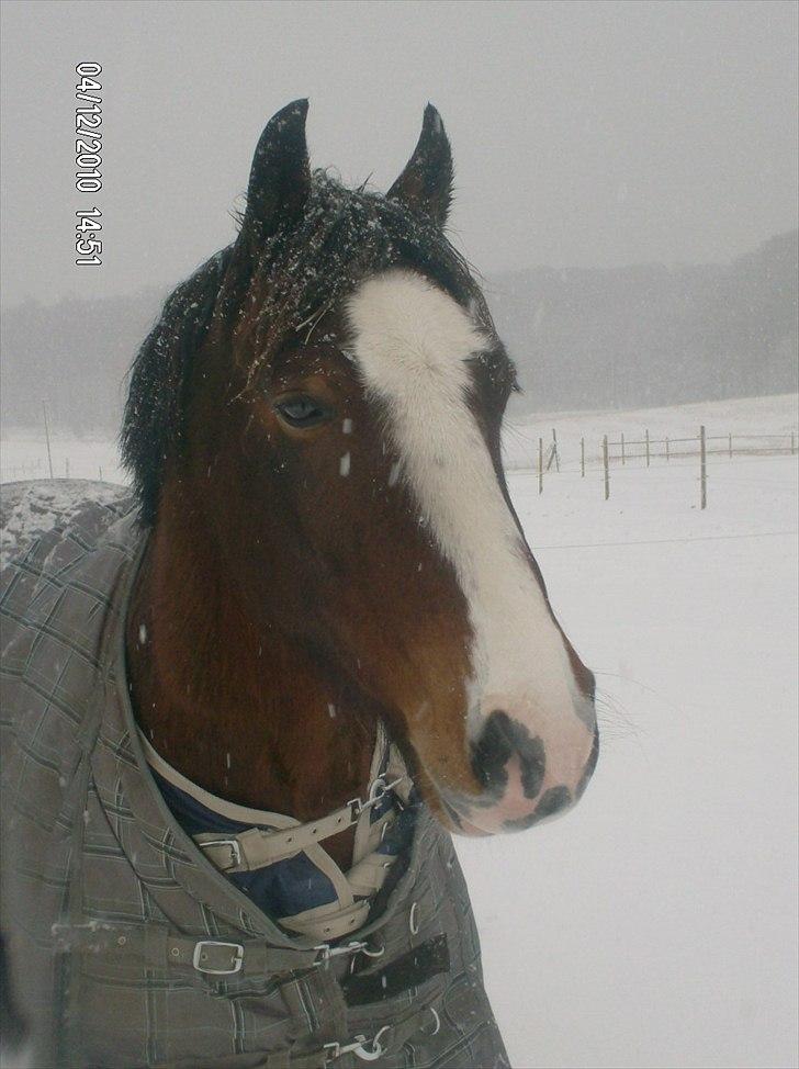 Welsh Cob (sec D) | Rytterbjergets Nico - Lukas  - Smukke sne pony (L).. FOTO; melika <3 billede 7