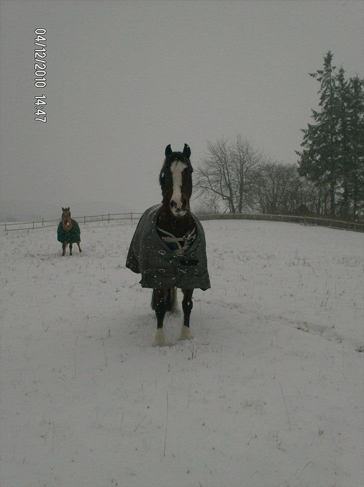 Welsh Cob (sec D) | Rytterbjergets Nico - Lukas  - <3 billede 8