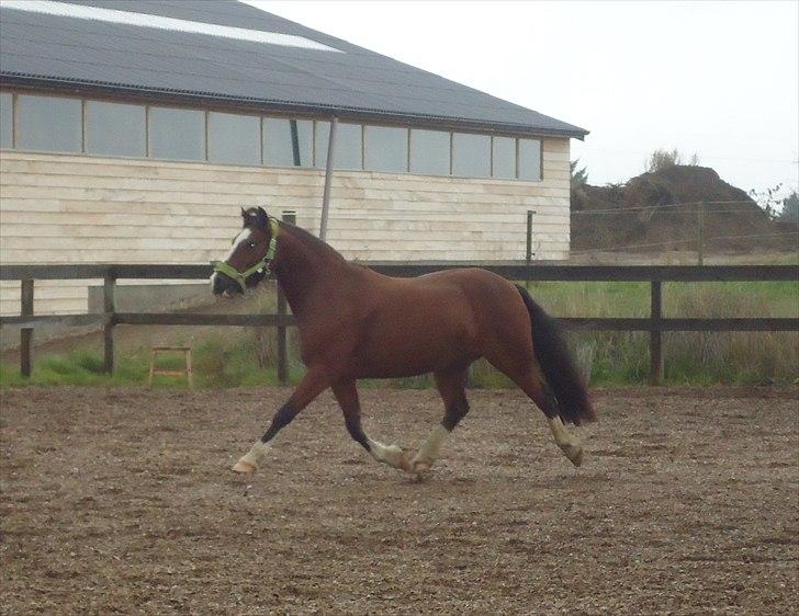 Welsh Cob (sec D) | Rytterbjergets Nico - Lukas  - lækker pony (-: billede 1