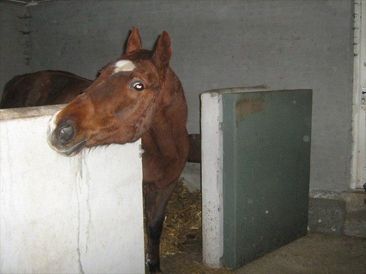 Dansk Varmblod Chita(hvil i fred dejlige) - 7/12-10 venter på aftensmad. billede 9