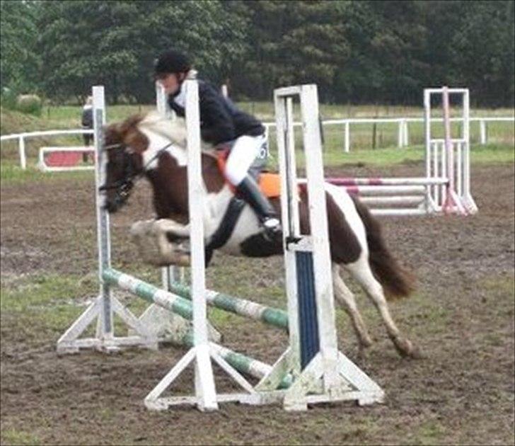 Anden særlig race Lady<3 - Områdemesterskab 2010. billede 9